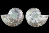 Cut & Polished Ammonite Fossil - Agatized #88388-1
